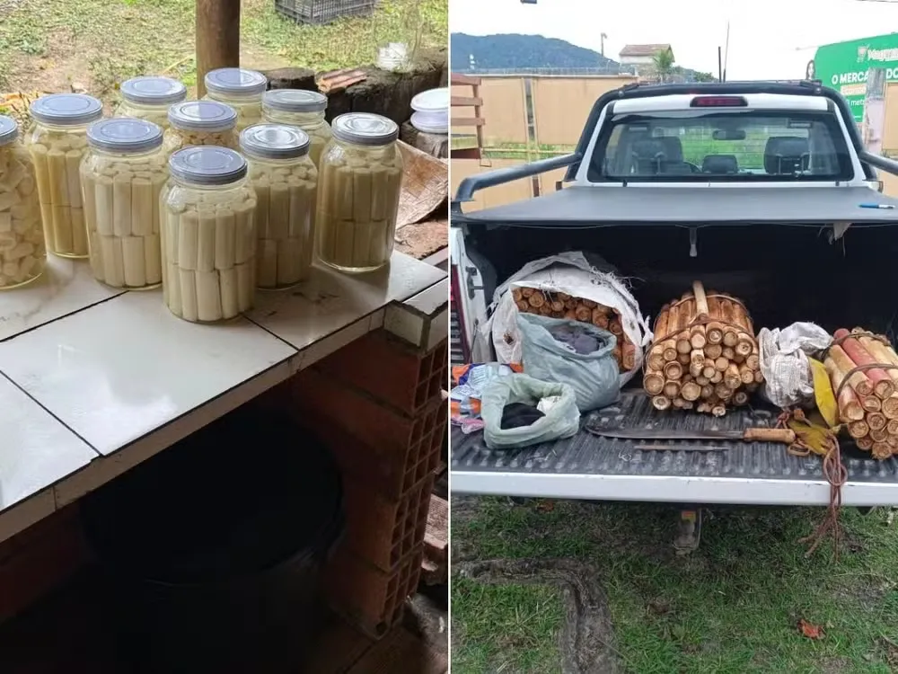 Operação da PM Ambiental desmantela fábrica clandestina e apreende mais de 200 Kg de palmito juçara no Vale do Ribeira