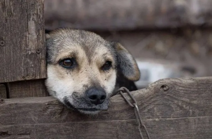 Maus-tratos a animais crescem e reforçam importância da denúncia no Brasil