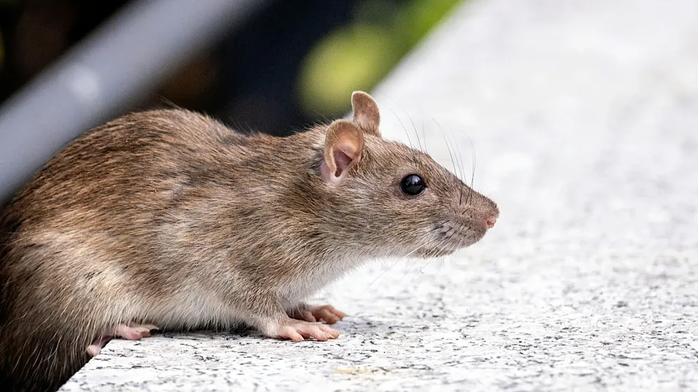 Mortes em cruzeiro levantam suspeita de hantavírus e acendem atenção na América Latina